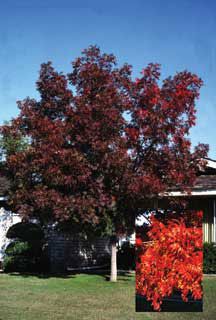 View full size image Photo of Autumn Purple® Ash Tree