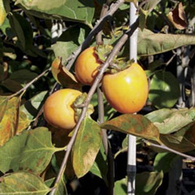 View full size image Photo of Chocolate Asian Persimmon Tree