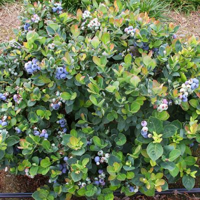 View full size image Photo of Bushel and Berry® Peach Sorbet® Blueberry Plant