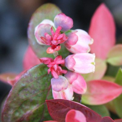 View full size image Photo of Bushel and Berry® Peach Sorbet® Blueberry Plant