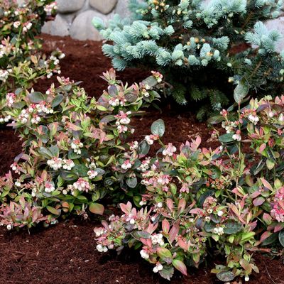 View full size image Photo of Bushel and Berry® Peach Sorbet® Blueberry Plant
