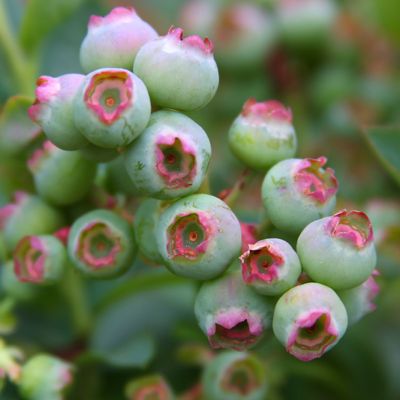View full size image Photo of Bushel and Berry® Peach Sorbet® Blueberry Plant