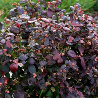 View full size image Photo of Bushel and Berry® Peach Sorbet® Blueberry Plant