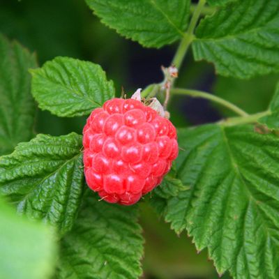 View full size image Photo of Bushel and Berry® Raspberry Shortcake® Plant