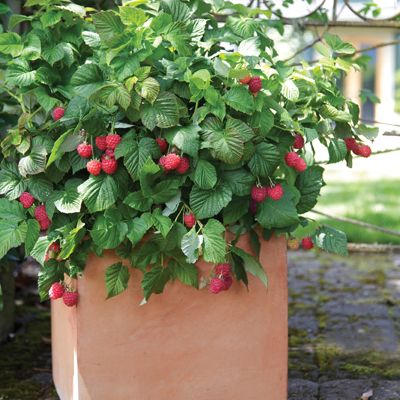 View full size image Photo of Bushel and Berry® Raspberry Shortcake® Plant