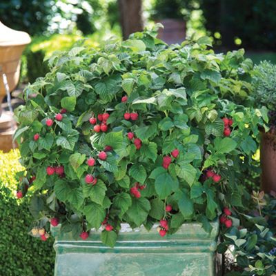 View full size image Photo of Bushel and Berry® Raspberry Shortcake® Plant
