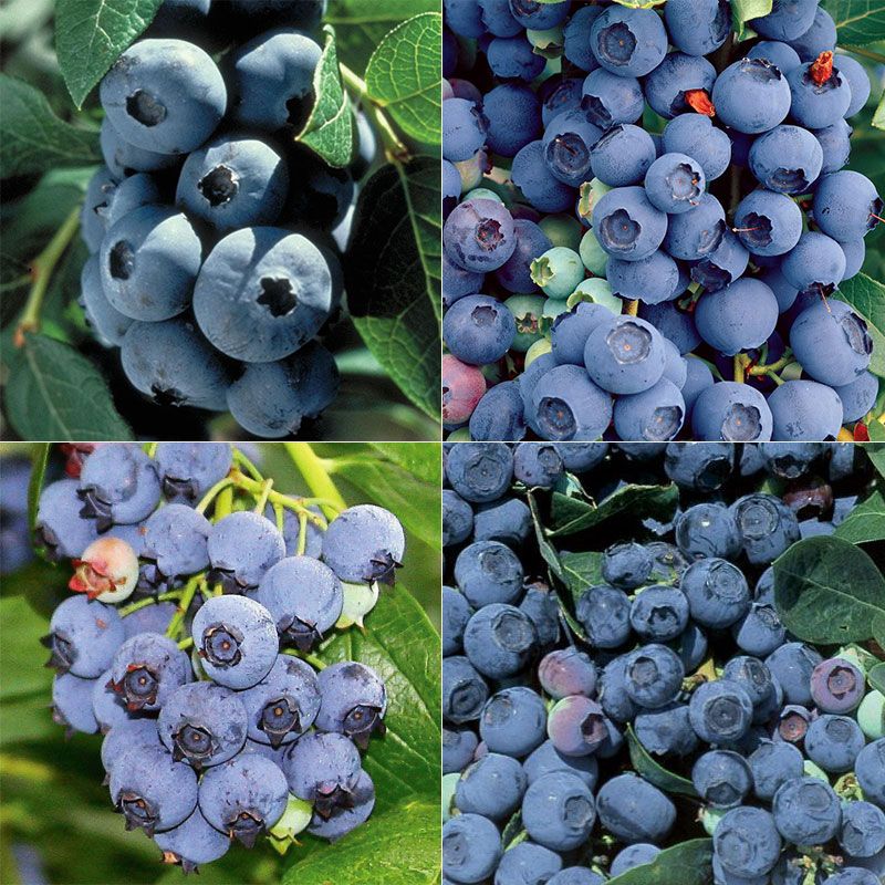 Heirloom Blueberry Plant Collection - Blueberry Plants - Stark Bro’s