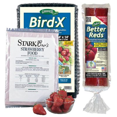 View full size image Photo of Strawberry Plant Success Kit