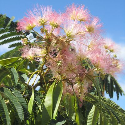 View full size image Photo of E H Wilson Mimosa Tree
