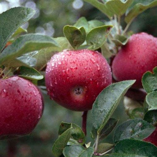 McIntosh Apple Trees for Sale