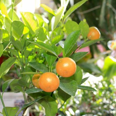 View full size image Photo of Calamondin Orange Tree