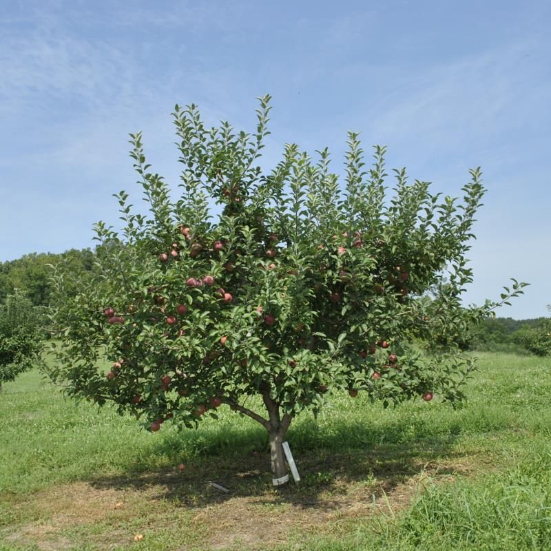 Cortland Apple Tree