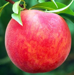 View full size image Photo of Starking® Delicious™ Peach Tree