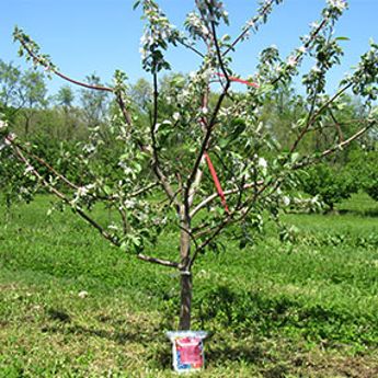 a young fruit tree in bloom