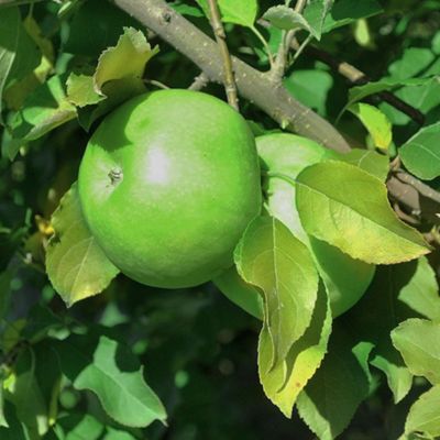 View full size image Photo of Granny Smith Apple Tree