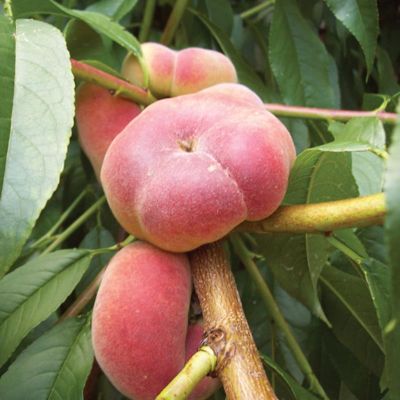 View full size image Photo of Stark® Saturn Peach Tree
