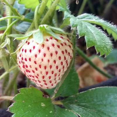 View full size image Photo of White Pineberry Strawberry Plant