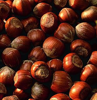 View full size image Photo of Barcelona Filbert Hazelnut Tree