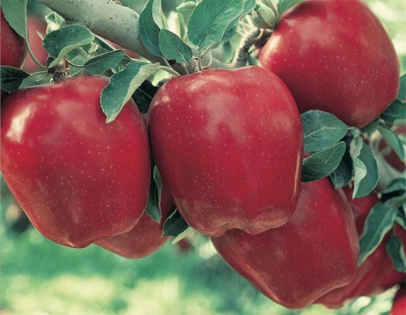 Starkrimson® Red Delicious Apple Tree - Stark Bro's
