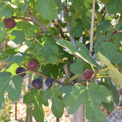 View full size image Photo of Chicago Hardy Fig Tree
