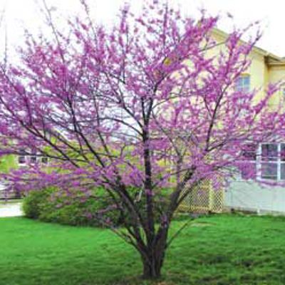 View full size image Photo of American Redbud Tree