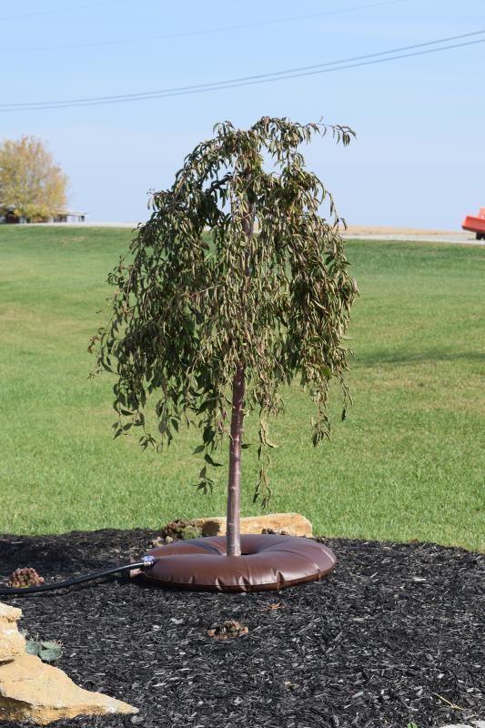 Oasis™ Tree Watering Bag - Stark Bro's