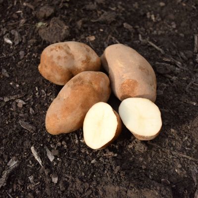 View full size image Photo of Butte Seed Potato