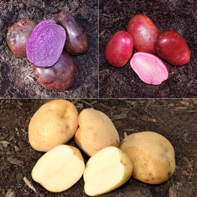 View full size image Photo of Red, White and Blue Seed Potato Collection