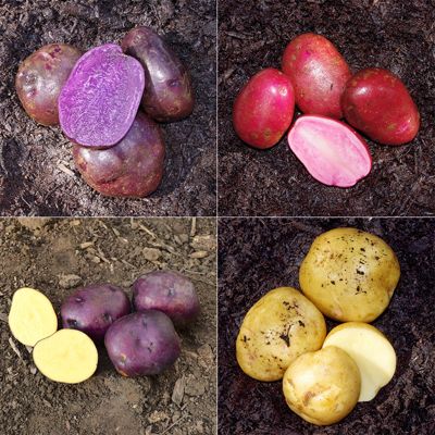 View full size image Photo of Rainbow Seed Potato Collection