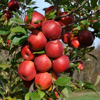 View full size image Photo of Stark® Little Jewel Apple Tree