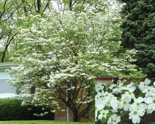 White Flowering Dogwood - Flowering Trees - Stark Bro's