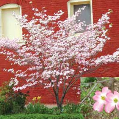 View full size image Photo of Pink Flowering Dogwood Tree