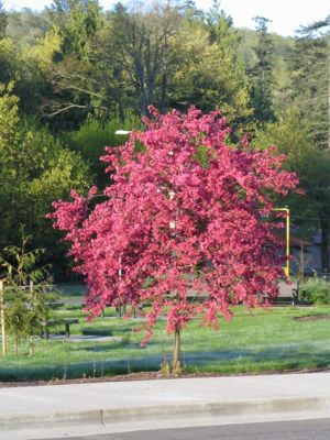 View full size image Photo of Prairifire Flowering Crabapple Tree