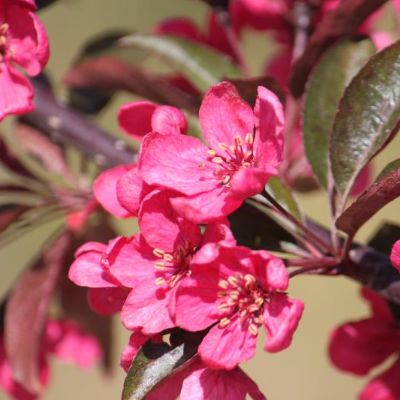 View full size image Photo of Prairifire Flowering Crabapple Tree