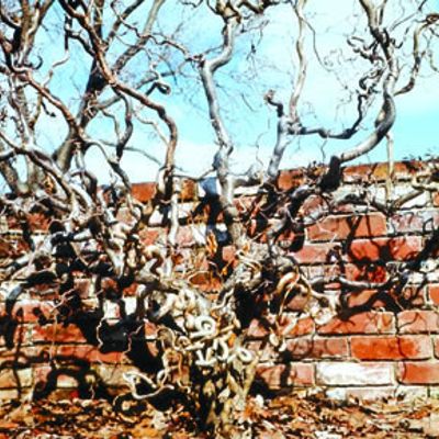 View full size image Photo of Harry Lauder's Walking Stick Plant