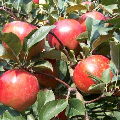 View full size image Photo of Stark® Ruby Darling™ Apple Tree