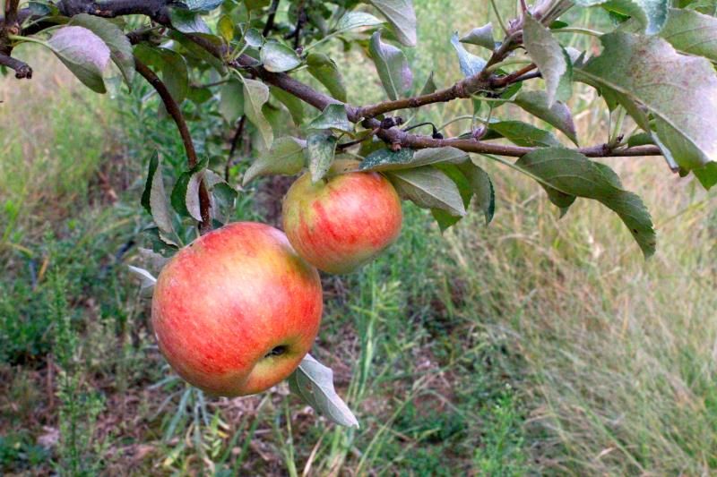 Red Fuji Apple Tree - Stark Bro's