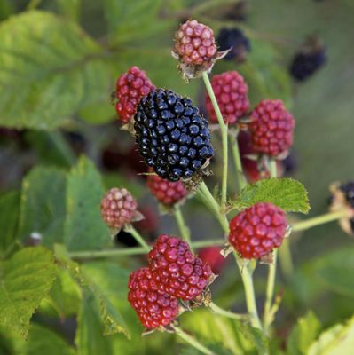 View full size image Photo of Bushel and Berry® Baby Cakes® Blackberry Plant