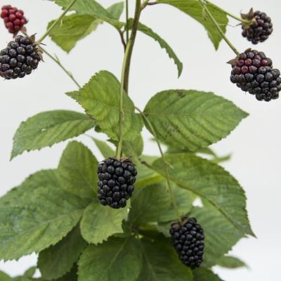 View full size image Photo of Bushel and Berry® Baby Cakes® Blackberry Plant