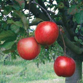 Starkrimson® Red Delicious Apple Tree - Stark Bro's