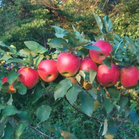 Organic Dry-Farmed Rome Beauty Apples, 1 lb, Devoto Gardens