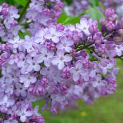 View full size image Photo of Fragrant Purple Lilac