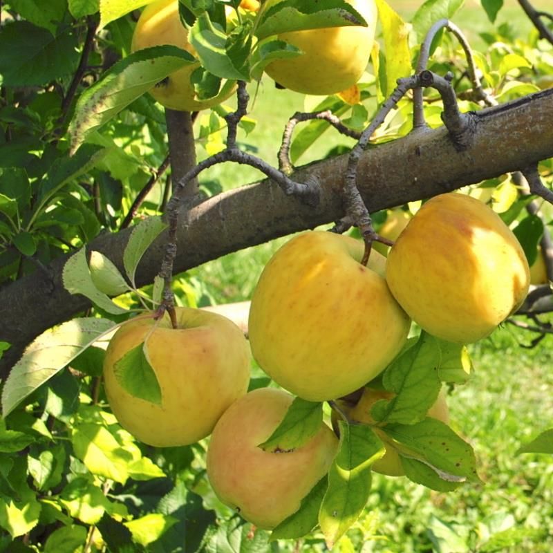 Golden Delicious Apple Tree | Gurney's Seed & Nursery Co.