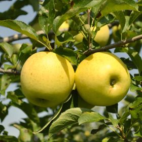 Granny Smith Green Apple Tree Organic Seeds, 5 Count Apple Tree