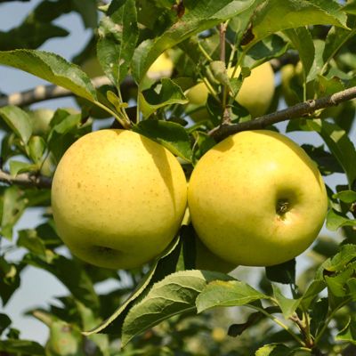 View full size image Photo of Stark® Golden Delicious Apple Tree