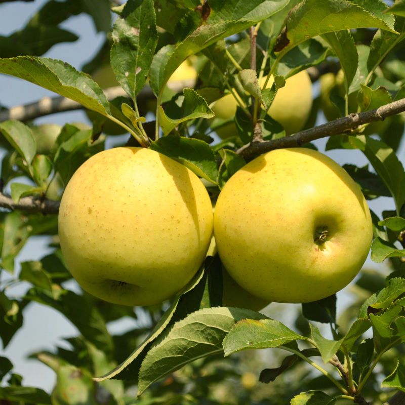 Stark Golden Delicious Apple Tree A Stark Bro S Exclusive
