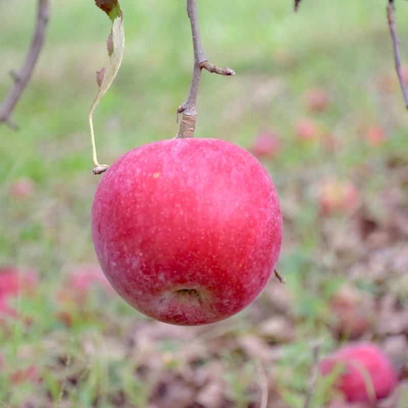 Starkrimson® Red Delicious Apple Tree - Stark Bro's