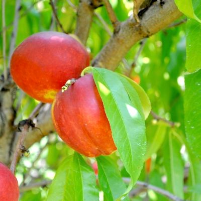 View full size image Photo of Flavortop Nectarine Tree