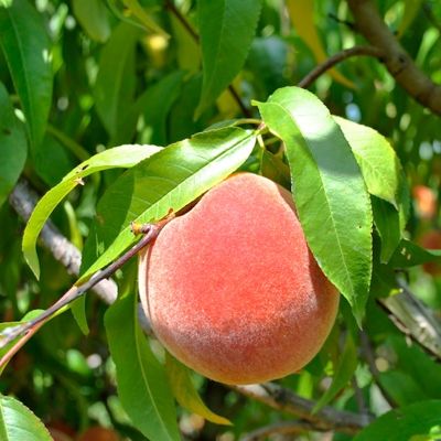 View full size image Photo of Burbank™ July Elberta Peach Tree