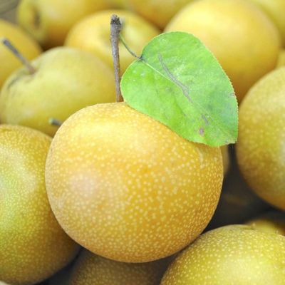 View full size image Photo of Hosui Asian Pear Tree